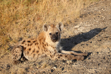 Tüpfelhyäne / Spotted hyaena / Crocuta crocuta...