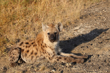 Tüpfelhyäne / Spotted hyaena / Crocuta crocuta...