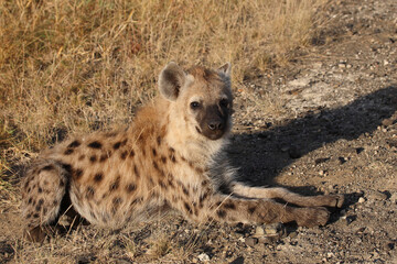 Tüpfelhyäne / Spotted hyaena / Crocuta crocuta...