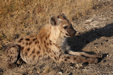 Tüpfelhyäne / Spotted hyaena / Crocuta crocuta...