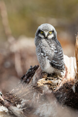 Northern hawk owl