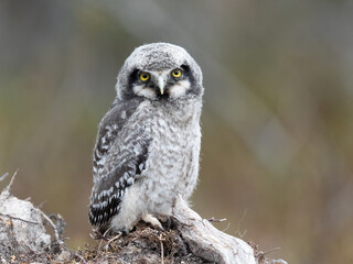 Northern hawk owl