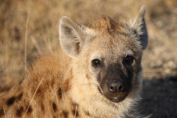 Tüpfelhyäne / Spotted hyaena / Crocuta crocuta...