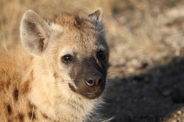 T&uuml;pfelhy&auml;ne / Spotted hyaena / Crocuta crocuta...