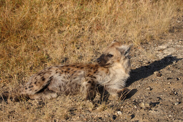Tüpfelhyäne / Spotted hyaena / Crocuta crocuta...