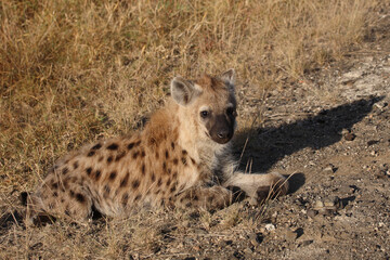 Tüpfelhyäne / Spotted hyaena / Crocuta crocuta...