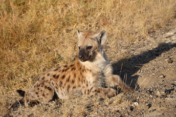 Tüpfelhyäne / Spotted hyaena / Crocuta crocuta...