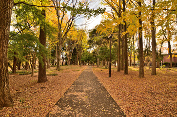 Naklejka premium 東京都世田谷区 砧公園の秋の風景