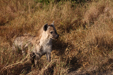 Tüpfelhyäne / Spotted hyaena / Crocuta crocuta...