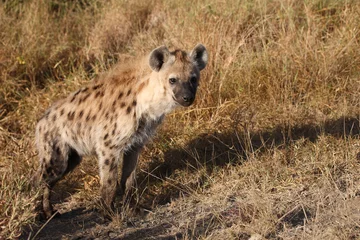 Foto op Aluminium Gevlekte hyena / Crocuta crocuta... © Ludwig