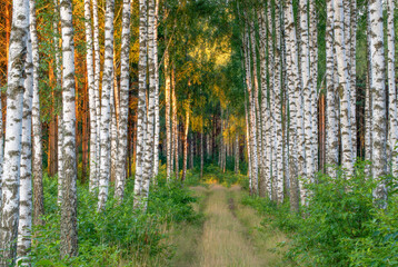 footpath in the woods