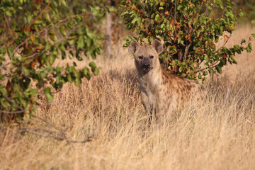 Tüpfelhyäne / Spotted hyaena / Crocuta crocuta...
