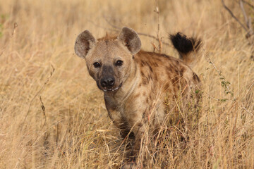 Tüpfelhyäne / Spotted hyaena / Crocuta crocuta...