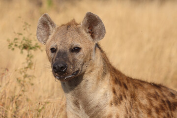 Fototapeta premium Tüpfelhyäne / Spotted hyaena / Crocuta crocuta...