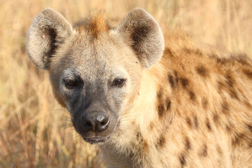 T&uuml;pfelhy&auml;ne / Spotted hyaena / Crocuta crocuta...