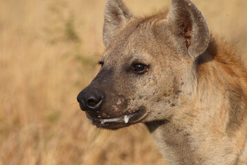 Tüpfelhyäne / Spotted hyaena / Crocuta crocuta...
