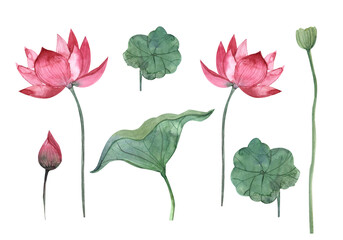 A set of pink lotus flowers and green leaves, watercolor illustration isolated on a white background