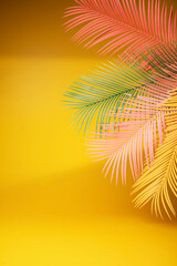 Palm leaf on a yellow background. - Summer concept