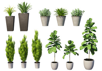 Plants in pots for decoration on a transparent background