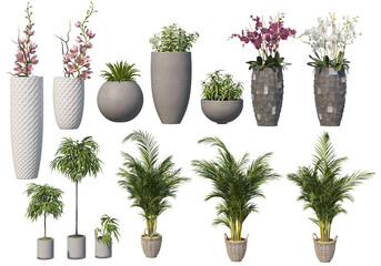Plants in pots for decoration on a transparent background