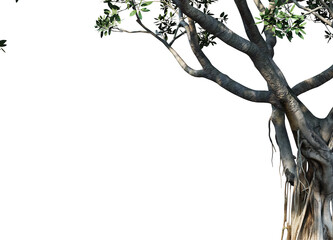 Fototapeta premium foreground twigs on a transparent background