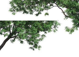 foreground twigs on a transparent background