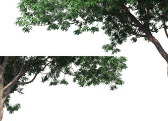 foreground twigs on a transparent background