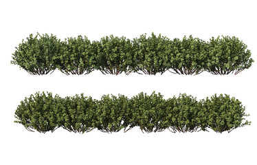 Bushes on a transparent background