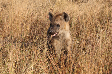 Tüpfelhyäne / Spotted hyaena / Crocuta crocuta...