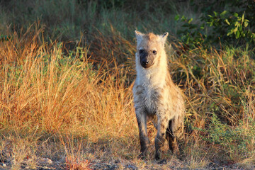 Tüpfelhyäne / Spotted hyaena / Crocuta crocuta...