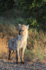 Tüpfelhyäne / Spotted hyaena / Crocuta crocuta...