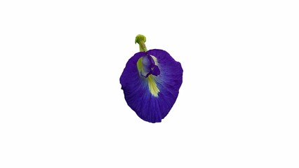 Butterfly pea flower