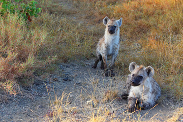 Tüpfelhyäne / Spotted hyaena / Crocuta crocuta...