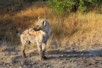 Tüpfelhyäne / Spotted hyaena / Crocuta crocuta...