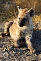 Tüpfelhyäne / Spotted hyaena / Crocuta crocuta...