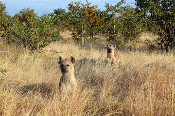 Tüpfelhyäne / Spotted hyaena / Crocuta crocuta...