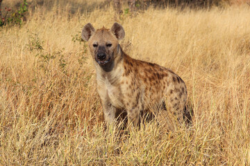 Tüpfelhyäne / Spotted hyaena / Crocuta crocuta...