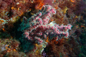 Fototapeta na wymiar Encrusting alcyonarian or False coral (Alcyonium coralloides) in Mediterranean Sea