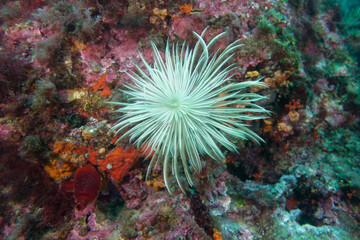 Spiral tube-worm (Sabella spallanzanii) in Mediterranean Sea