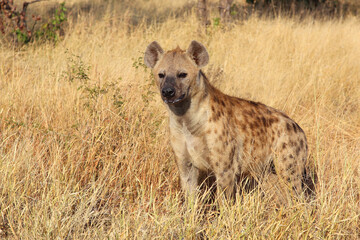 Tüpfelhyäne / Spotted hyaena / Crocuta crocuta...