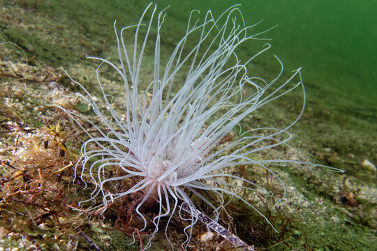 Tube-dwelling anemone (Cerianthus solitarius) in Mediterranean Sea