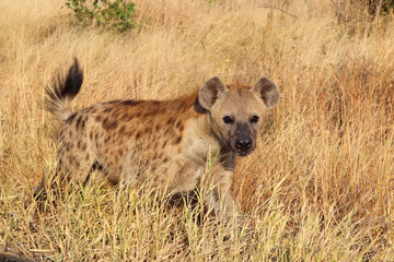 Tüpfelhyäne / Spotted hyaena / Crocuta crocuta...
