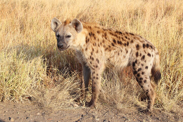 Tüpfelhyäne / Spotted hyaena / Crocuta crocuta...