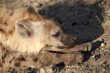 Tüpfelhyäne / Spotted hyaena / Crocuta crocuta....