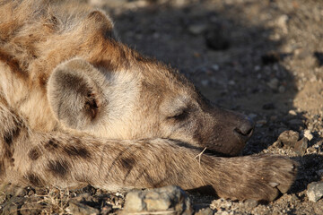 Tüpfelhyäne / Spotted hyaena / Crocuta crocuta....