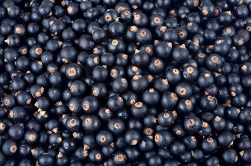 Ribes nigrum, fresh ripe blackcurrant, berries, close-up, as a background