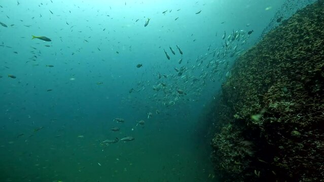 Under Water Film from Sail Rock island in Thailand - Large school of One Spotted Snapper fish diving down alongside rocky coral reef