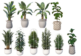 Plants in pots for decoration on a transparent background
