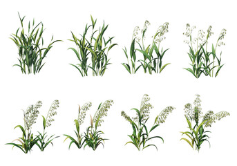 Plants and shrubs with flowers on a transparent background.