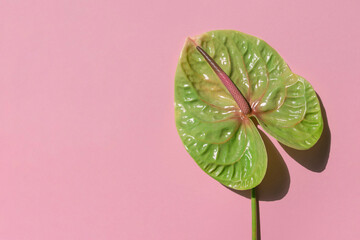 Anthurium or flamingo flower on the pink background. Tropical plant frame. Copy space